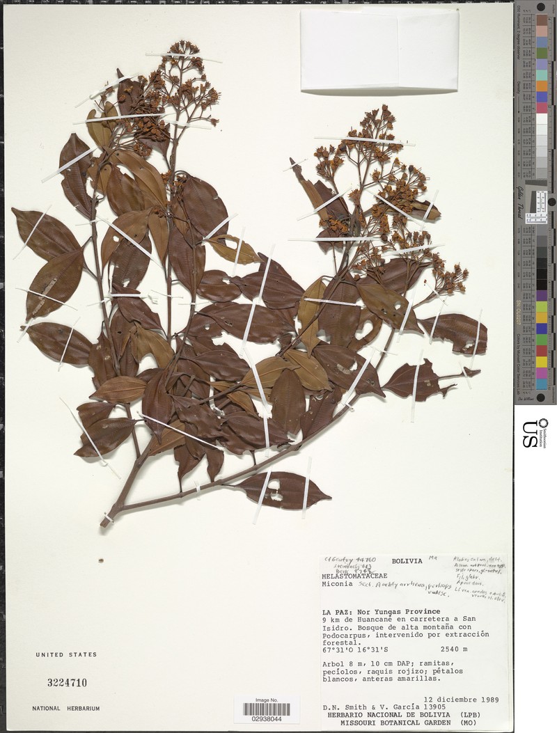 Miconia cinnabarina photo 2