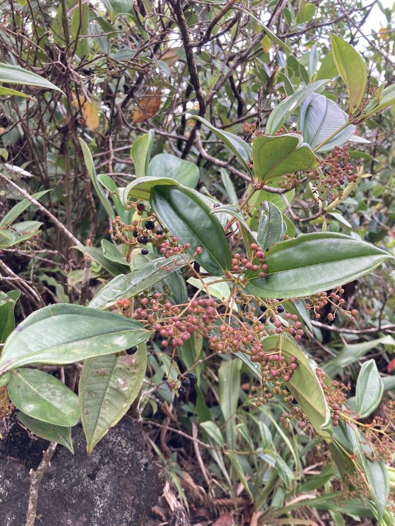 Miconia clandestina