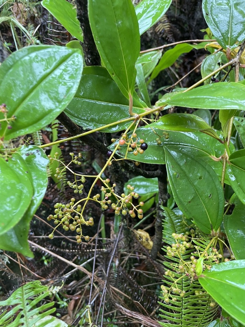 Miconia clandestina photo 2