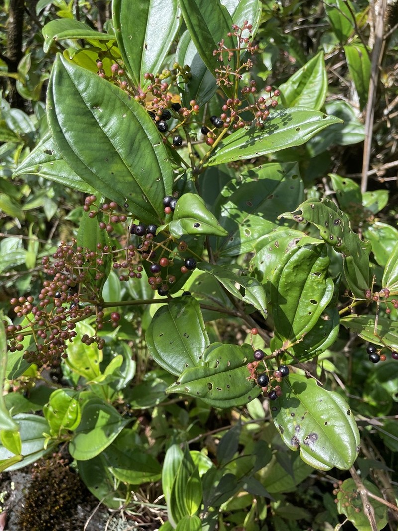 Miconia clandestina photo 3