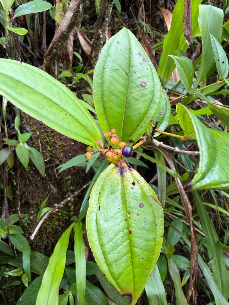 Miconia clandestina photo 4