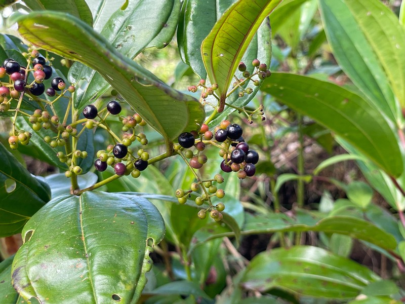 Miconia clandestina photo 5
