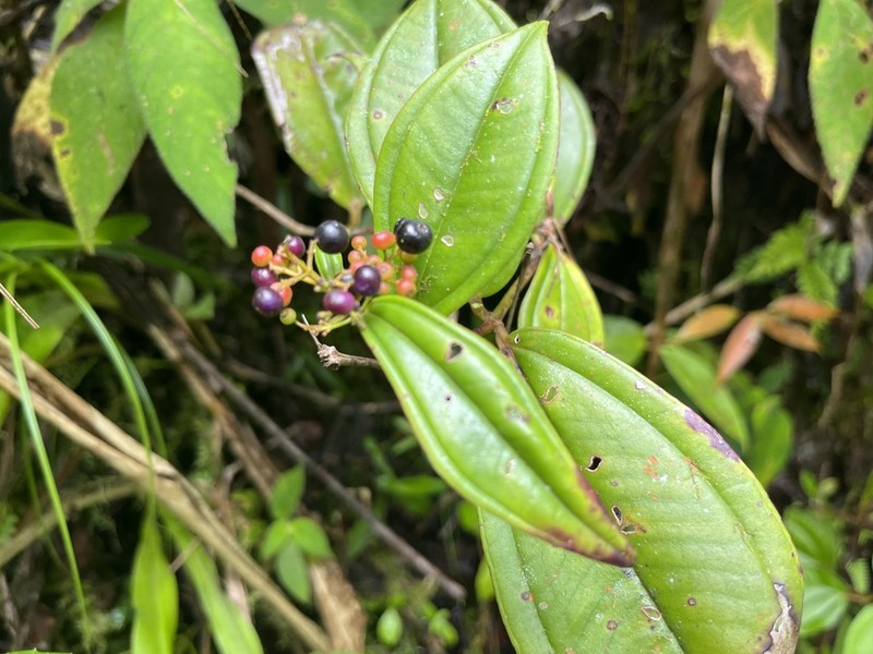 Miconia clandestina photo 6