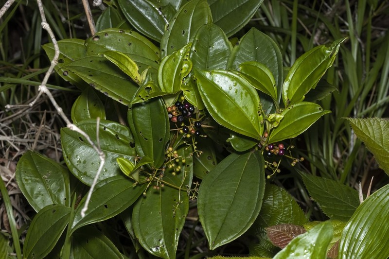Miconia clandestina photo 7