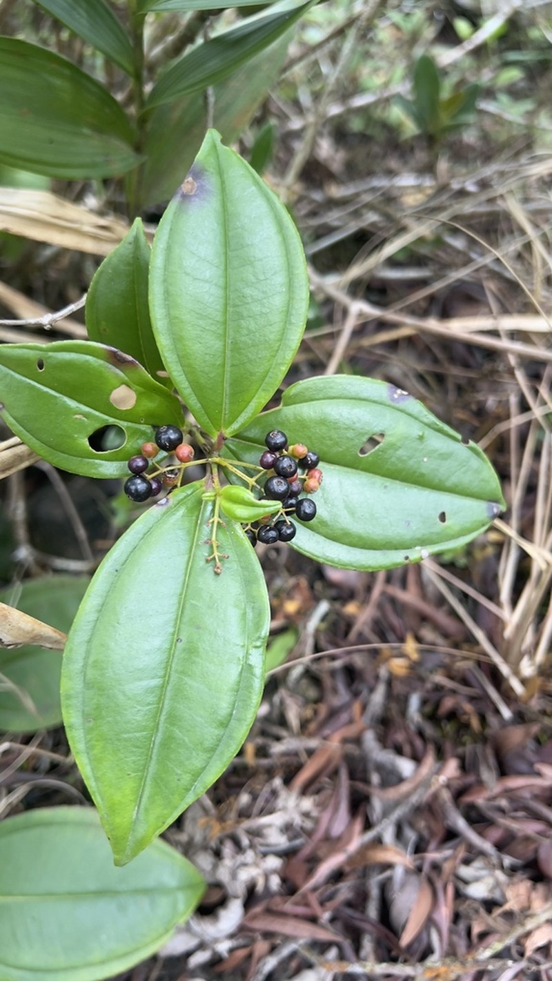 Miconia clandestina photo 8