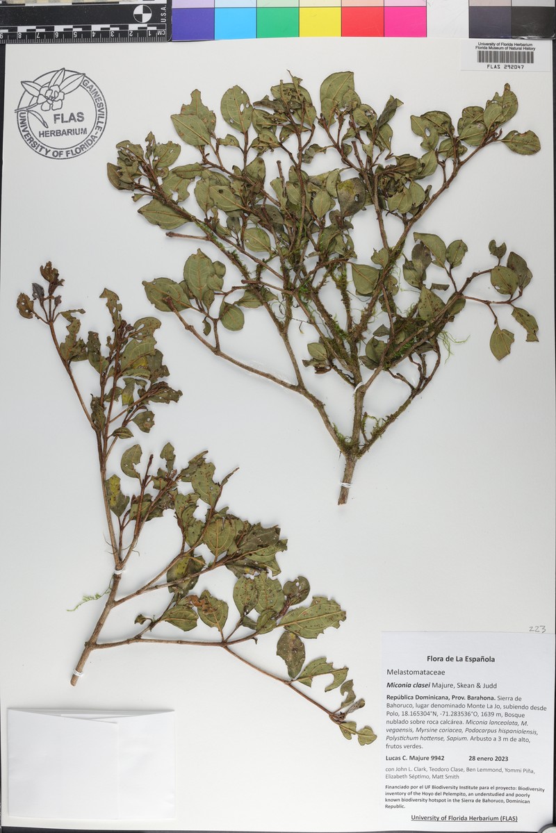Miconia clasei