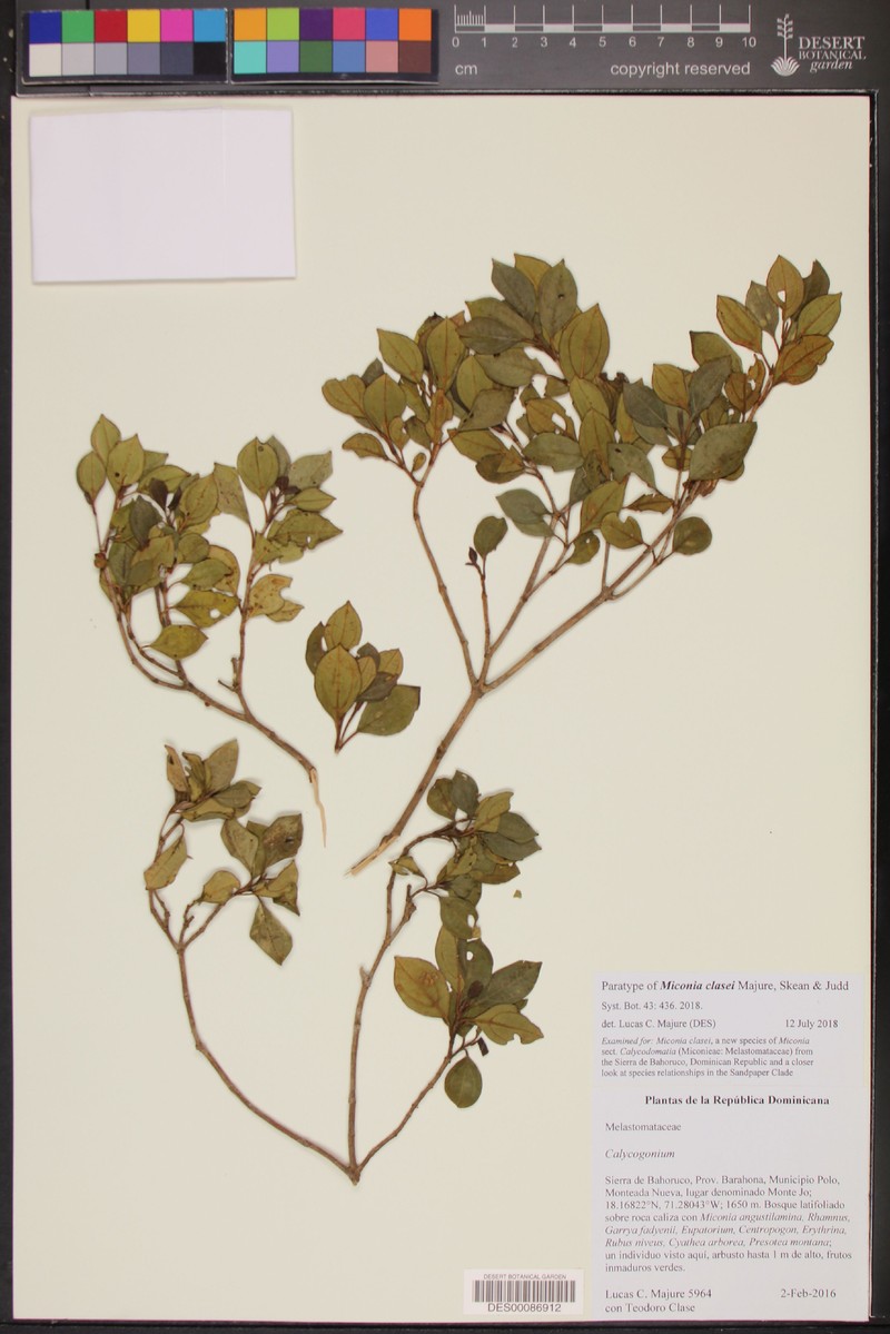 Miconia clasei photo 4