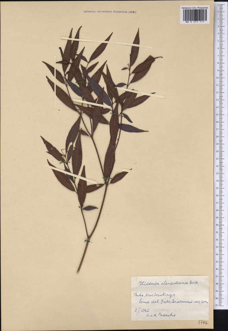 Miconia clementiana