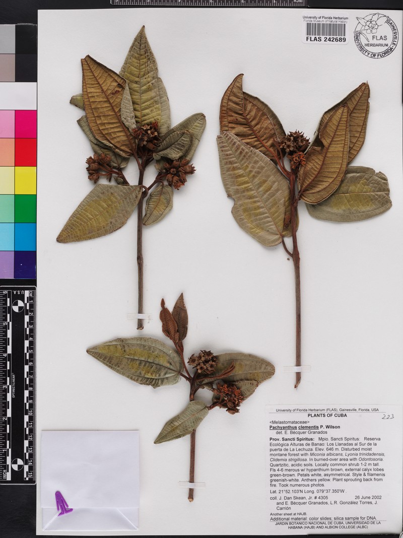 Miconia clementii