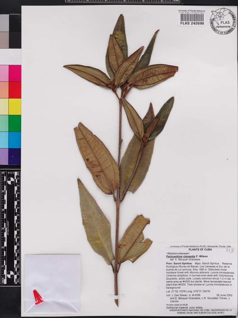 Miconia clementii photo 2
