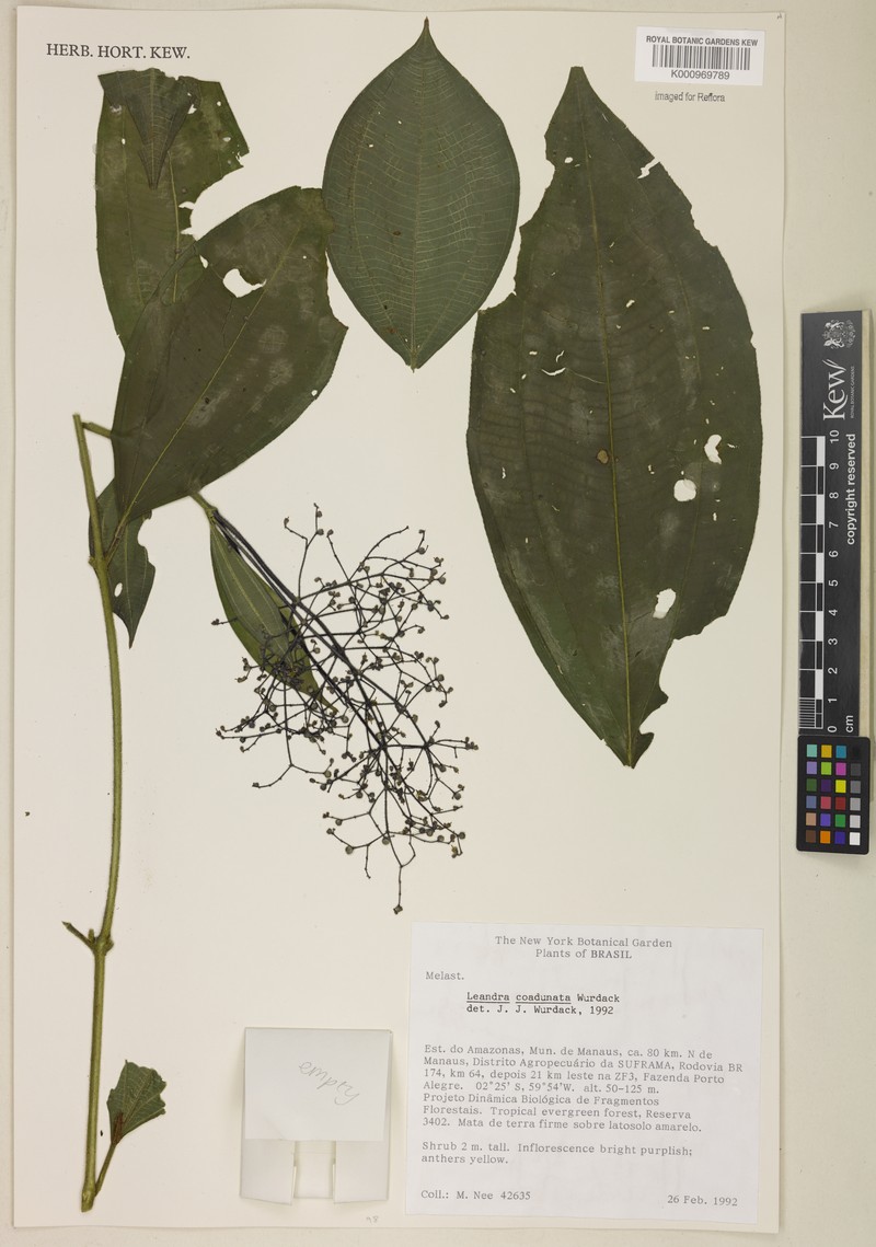 Miconia coadunata