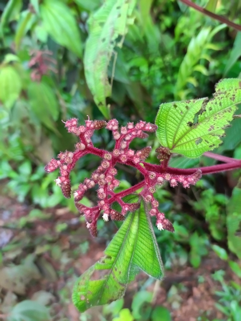 Miconia coarctiflora