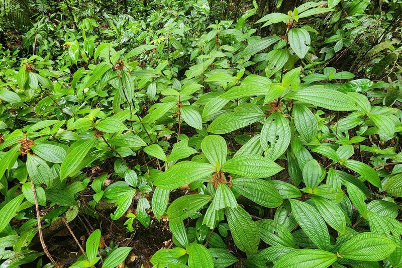 Miconia coarctiflora photo 2