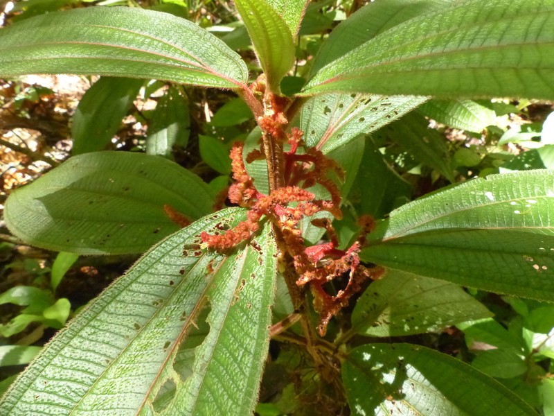 Miconia coarctiflora photo 4