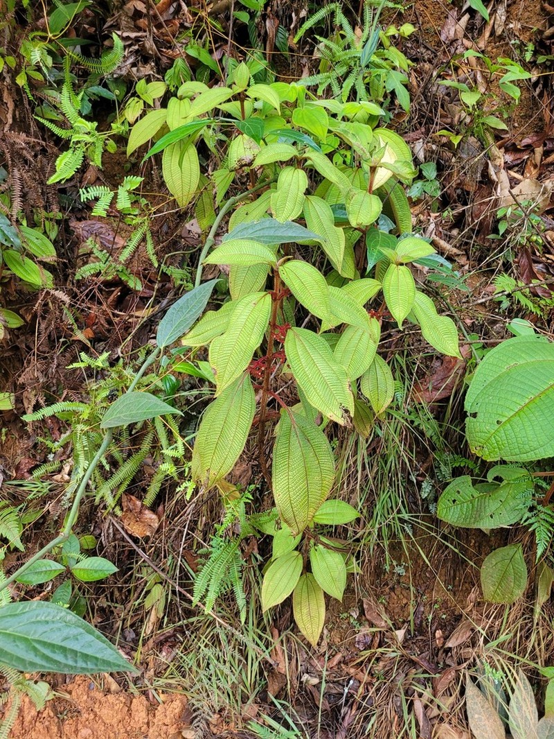 Miconia coarctiflora photo 5