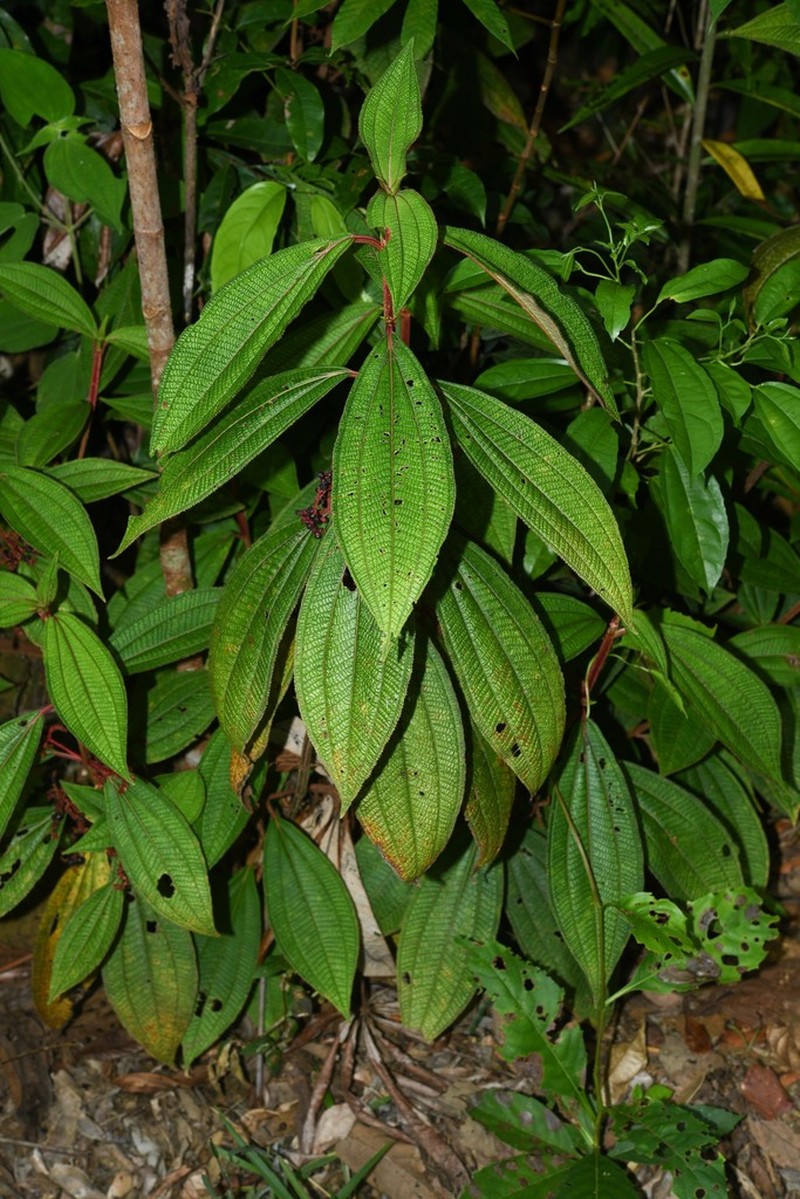 Miconia coarctiflora photo 6