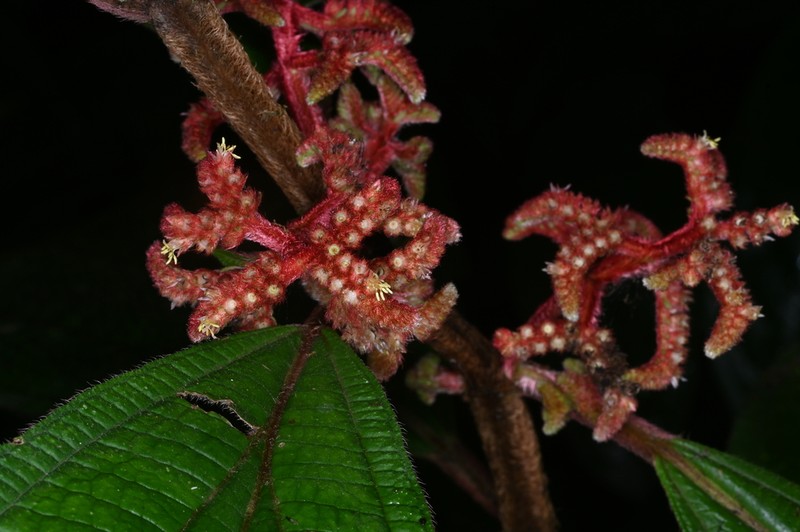 Miconia coarctiflora photo 7
