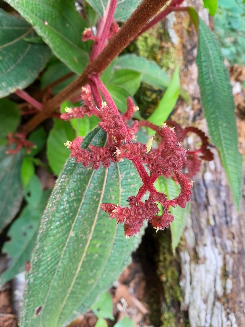 Miconia coarctiflora photo 8