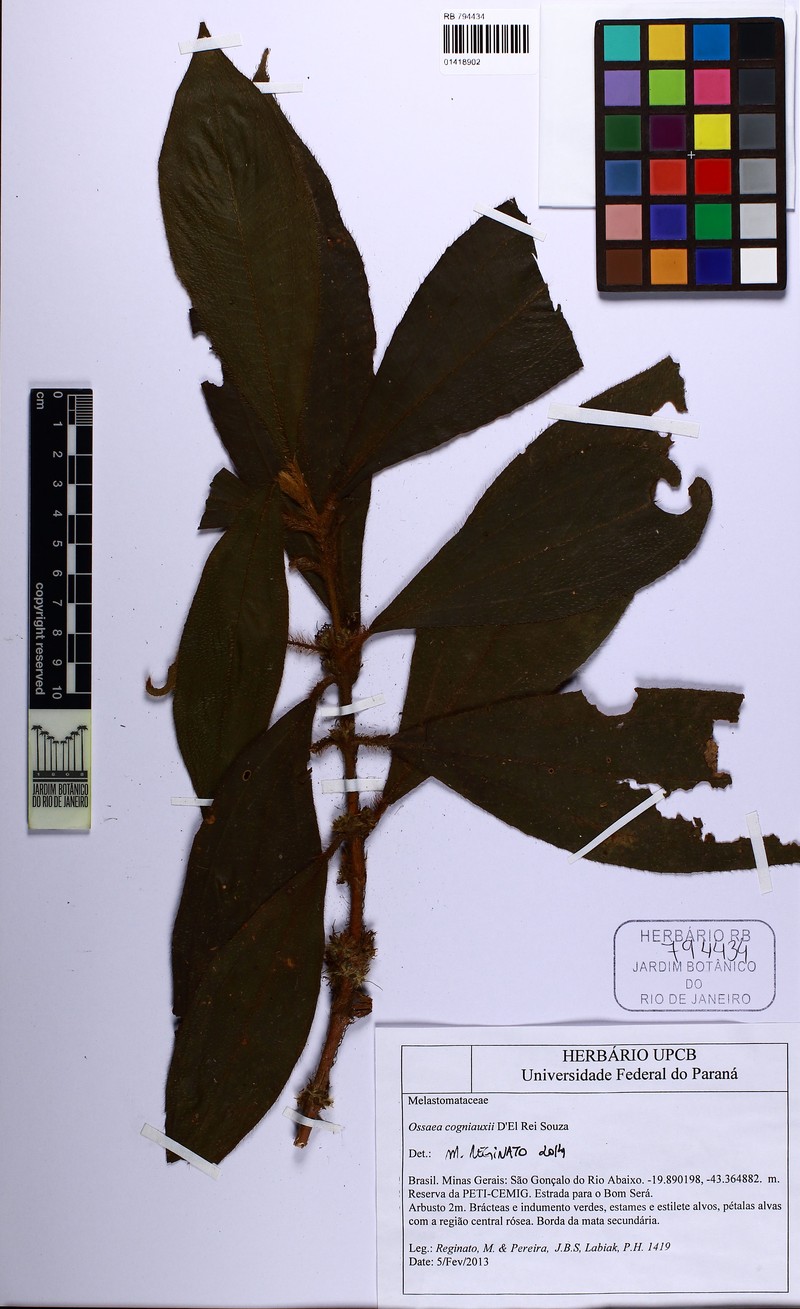 Miconia cogniauxii