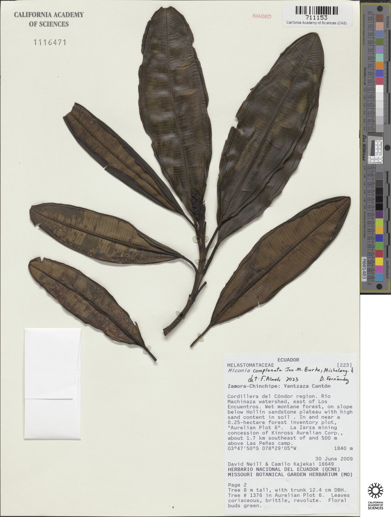 Miconia complanata