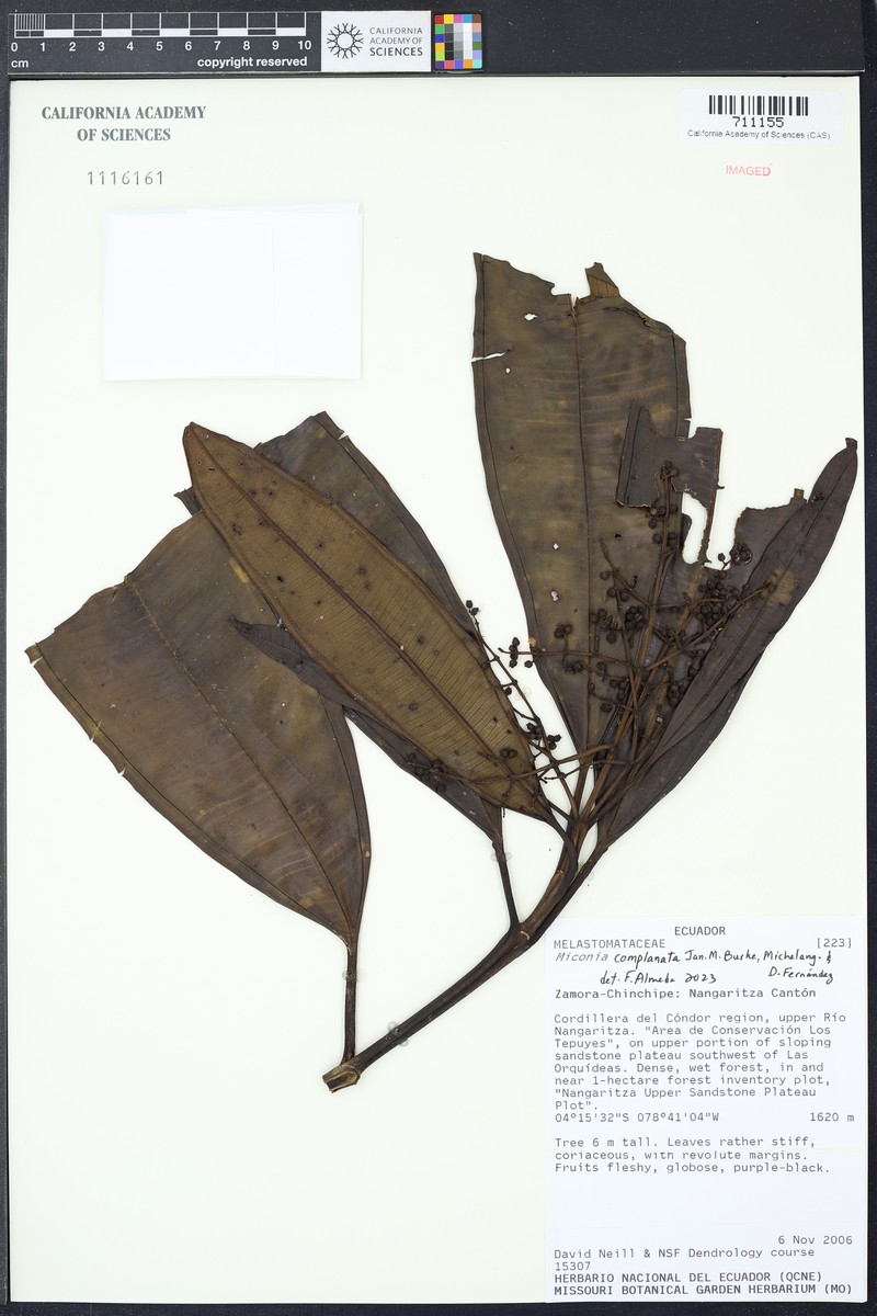Miconia complanata photo 2