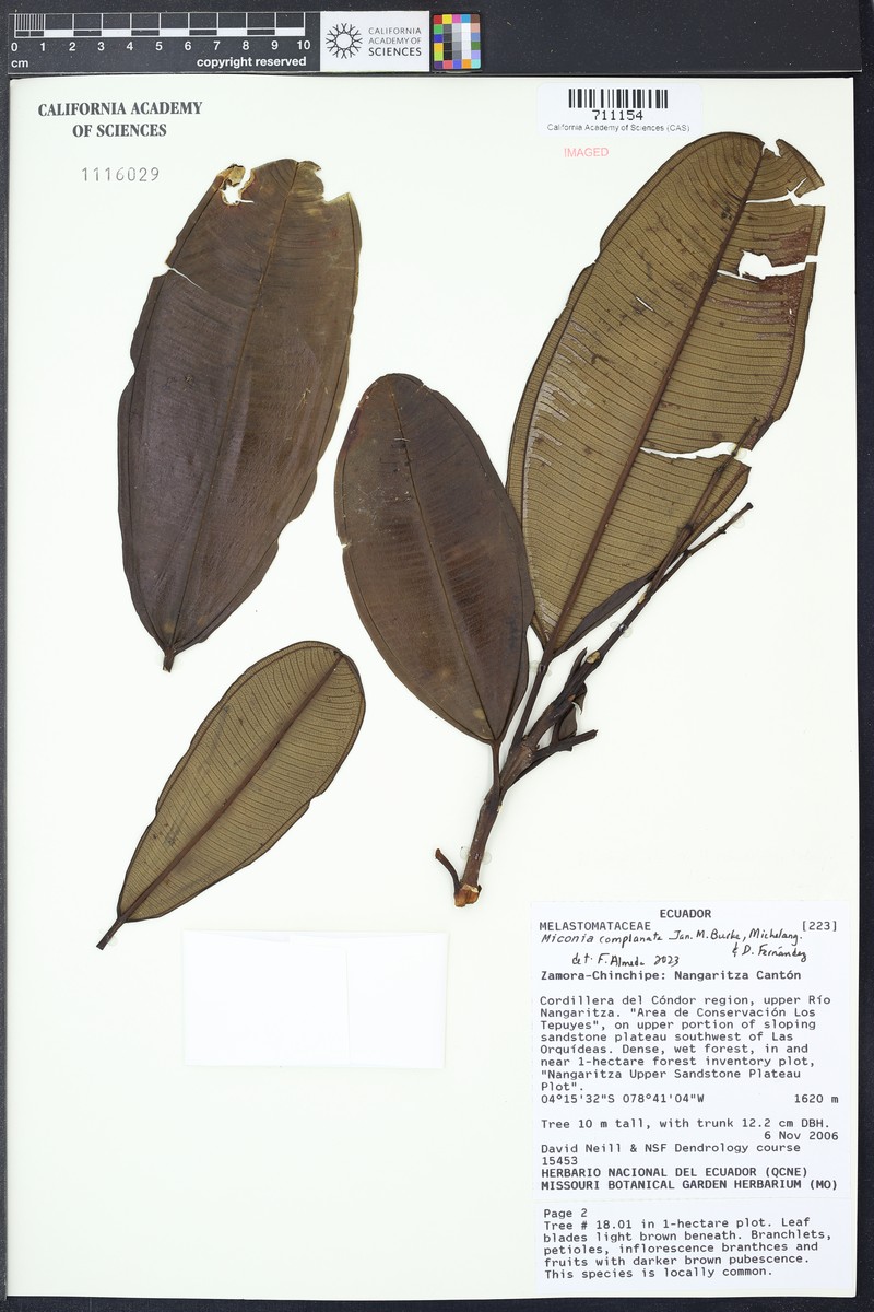 Miconia complanata photo 3