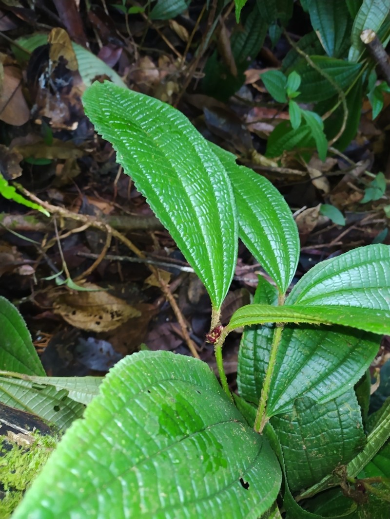 Miconia conglomerata
