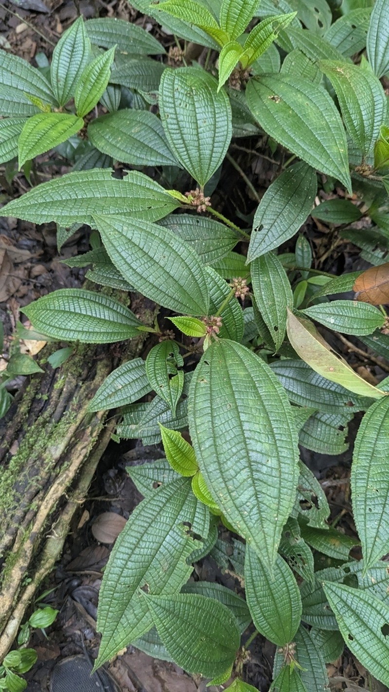 Miconia conglomerata photo 2