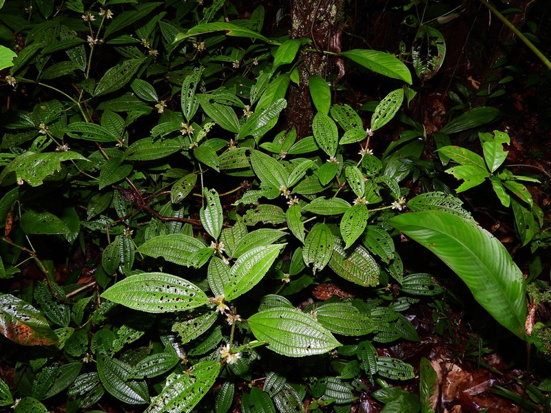 Miconia conglomerata photo 3