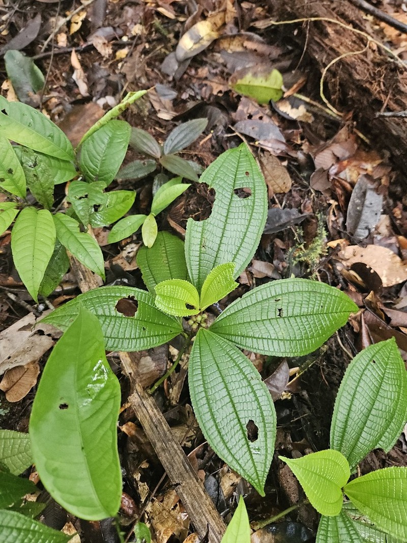 Miconia conglomerata photo 4
