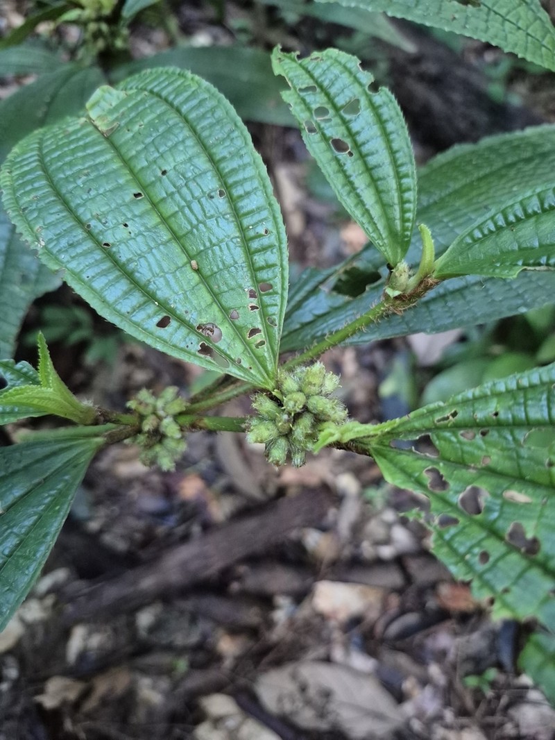 Miconia conglomerata photo 5