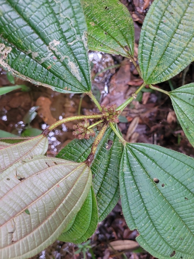 Miconia conglomerata photo 6