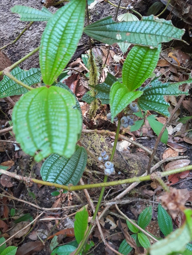 Miconia conglomerata photo 7