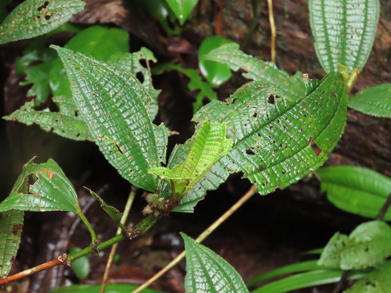Miconia conglomerata photo 8