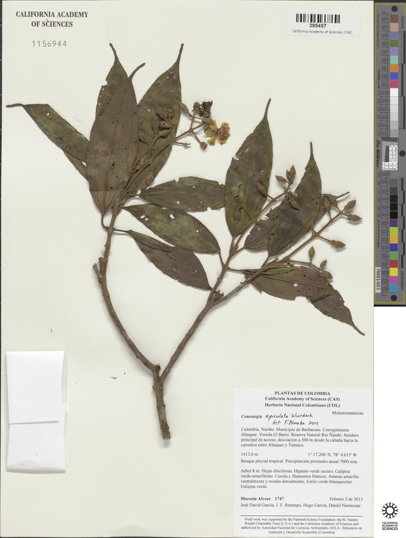 Miconia conoapiculata