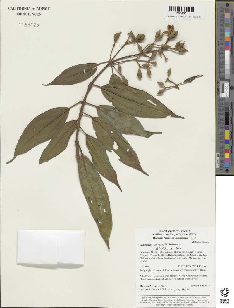 Miconia conoapiculata photo 2