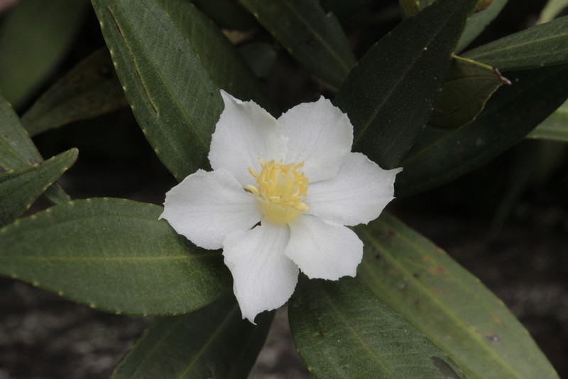 Miconia conoattenuata