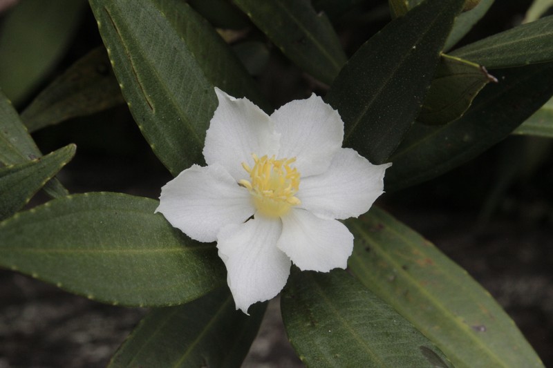Miconia conoattenuata photo 2