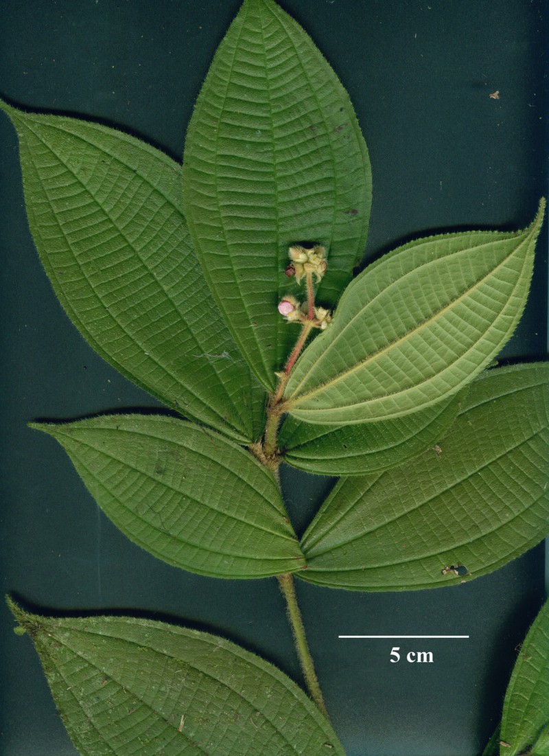 Miconia conobracteata photo 2