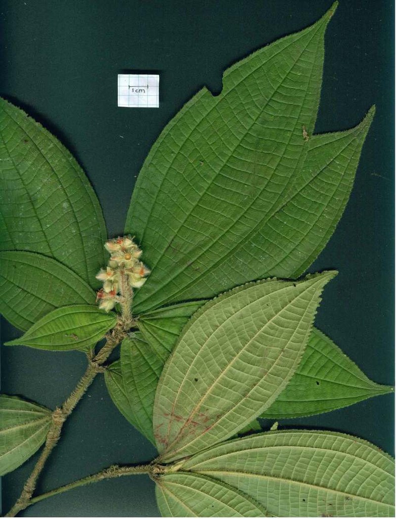 Miconia conobracteata photo 3