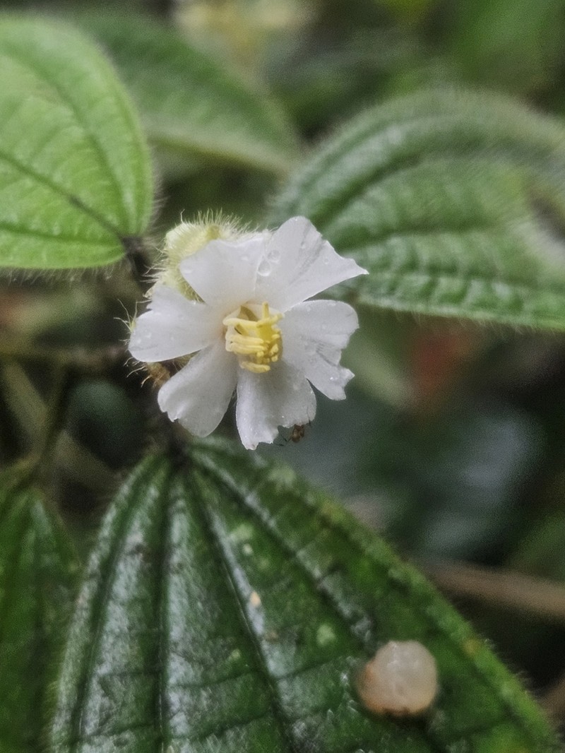 Miconia conobracteata photo 4