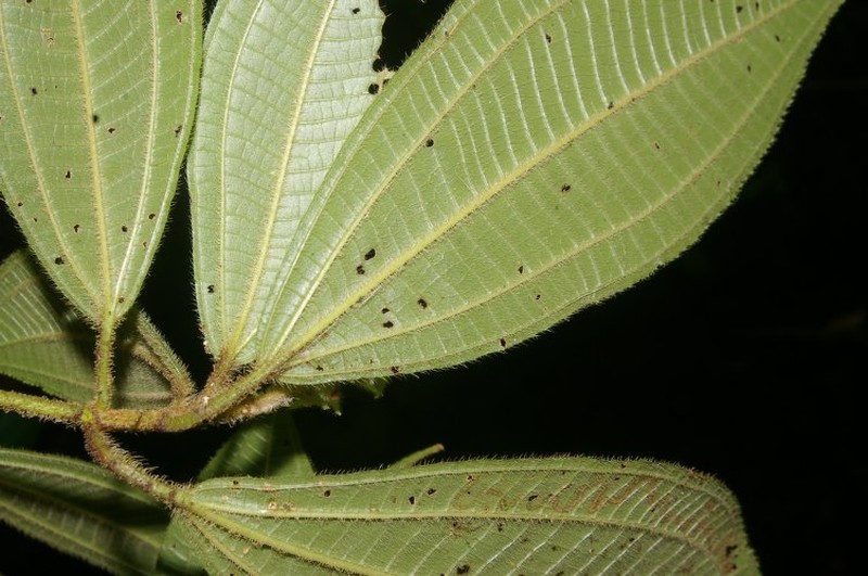 Miconia conobracteata photo 6