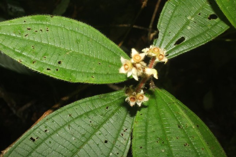 Miconia conobracteata photo 7