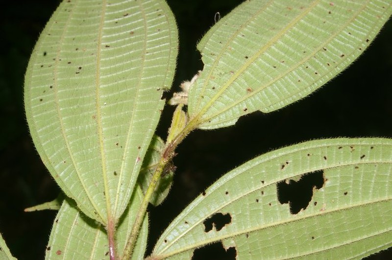 Miconia conobracteata photo 8