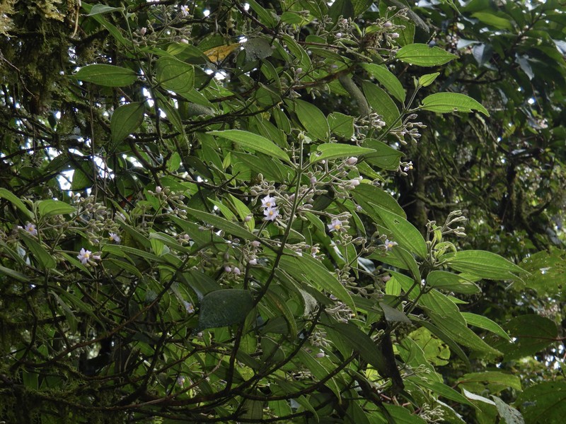 Miconia conobrenesii