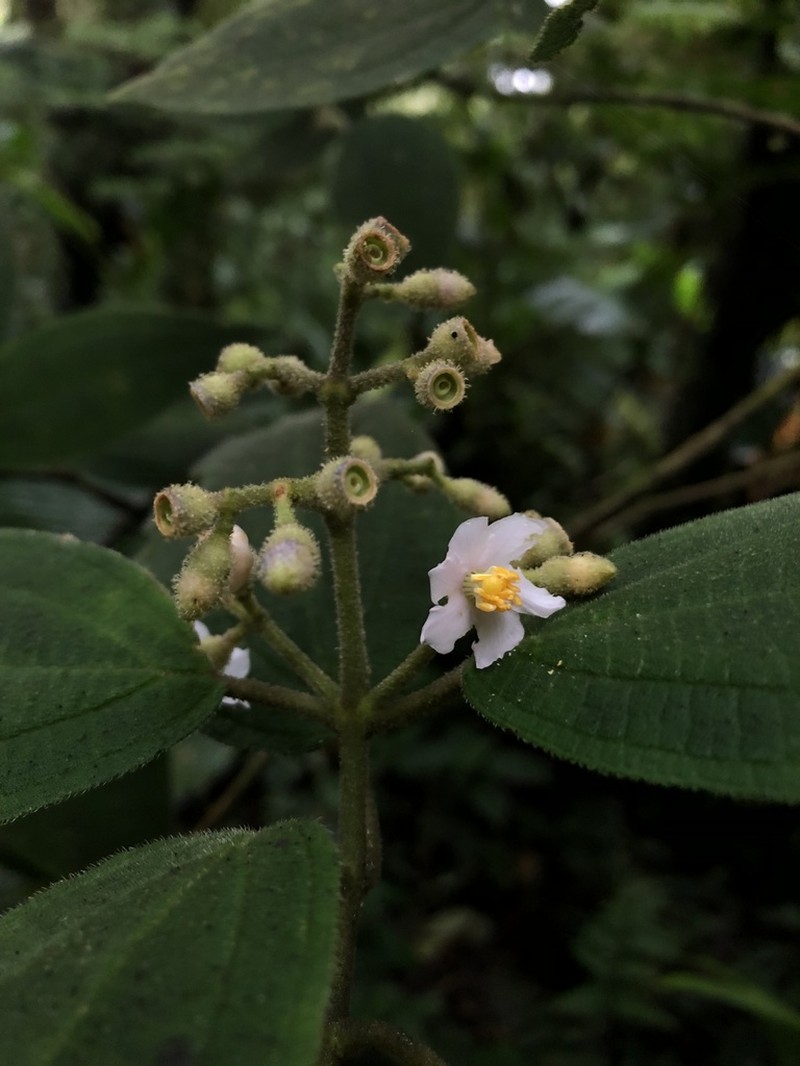 Miconia conobrenesii photo 2