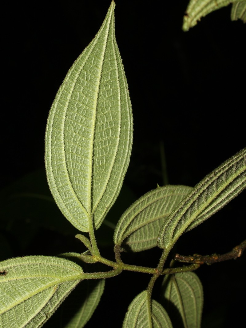 Miconia conobrenesii photo 3