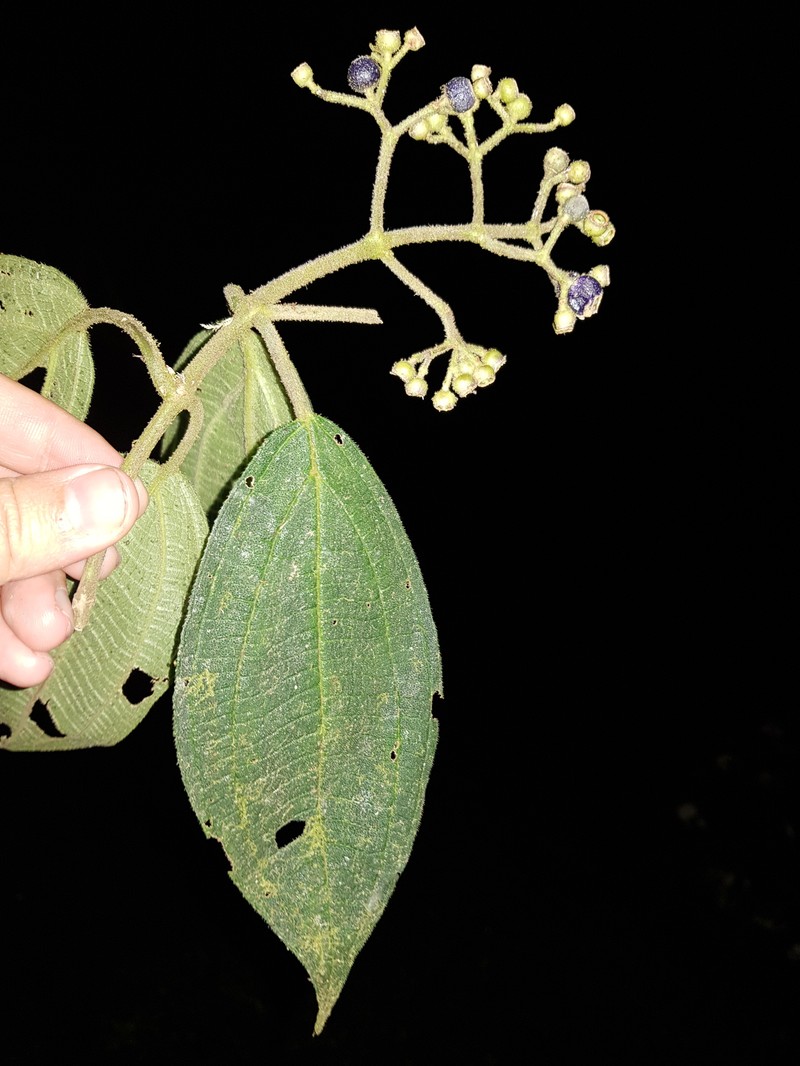 Miconia conobrenesii photo 5