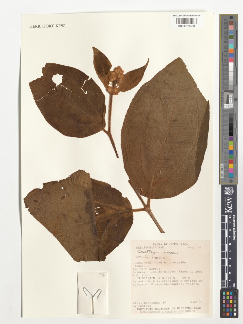 Miconia conobrenesii photo 6