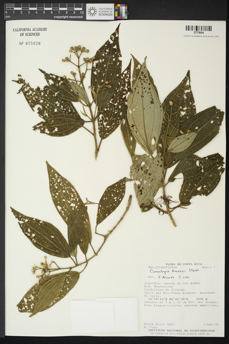 Miconia conobrenesii photo 7